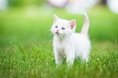 My White Cat HD Wallpapers New Tab Theme - MyStart