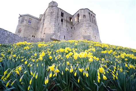 In Pictures Beautiful Daffodils Sparkle In The Spring Sunshine At
