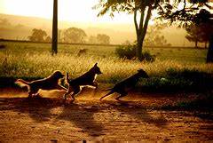Line Dogs Artland Com Br Carlosbezz Flickr