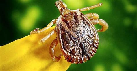Uk Entomologist Says State Is Seeing An Uptick In Ticks Kentucky
