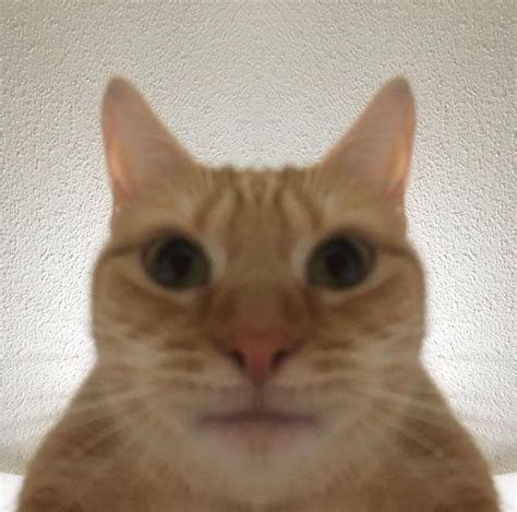 Cat Staring Into Screen Rmemetemplatesofficial