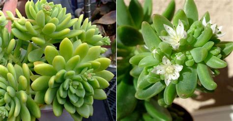 She gained work in french television, with her break through role as french student nathalie. Sedum 'Alice Evans' | World of Succulents