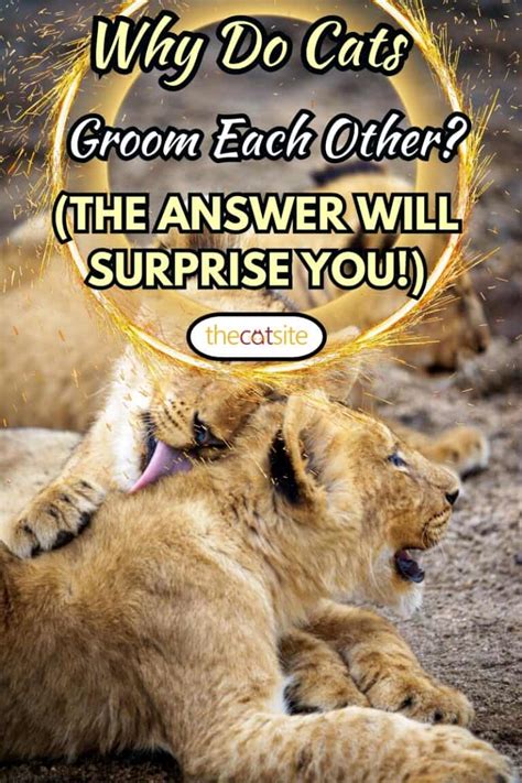 Why Do Cats Groom Each Other The Answer Will Surprise You Thecatsite