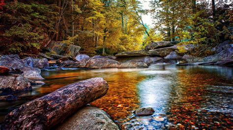 Download Forest Fall Nature Stream 4k Ultra Hd Wallpaper