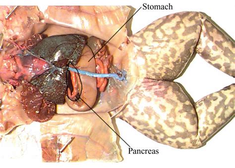 Digestion - Amphibians jfr