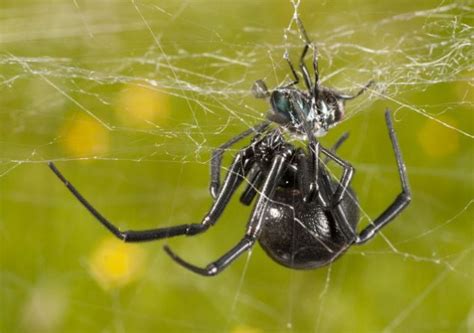 Twerking For Their Life The Male Black Widow Spiders Who Vibrate