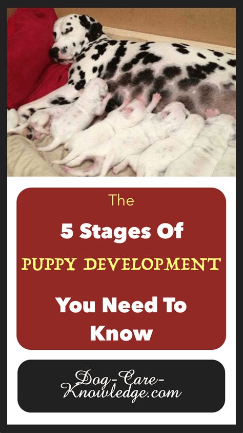5 Stages Of Puppy Development You Need To Know