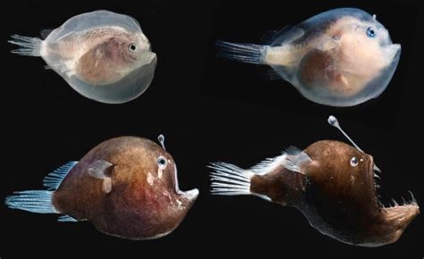 Black Seadevil Facts About The Black Sea Devil Anglerfish Seafish