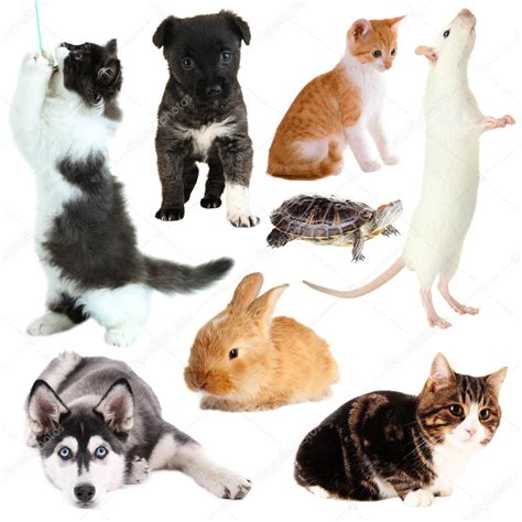 Collage Of Different Pets Isolated On White Stock Photo By ©belchonock