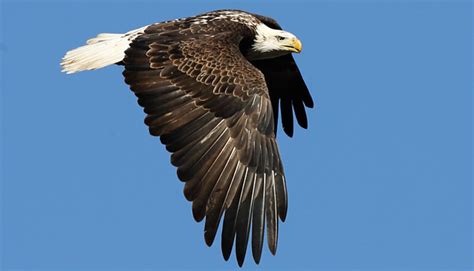 Download High Quality american eagle logo official Transparent PNG