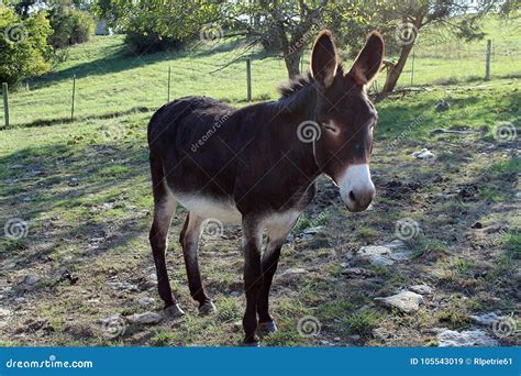 Dark Brown Donkey In Field Stock Image Image Of Nature 105543019