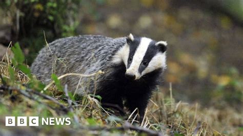 Angry Badger Leaves Tunnel At 500 Year Old Castle Bbc News