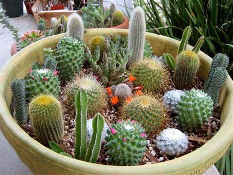 Cactus terrariums or succulent terrariums are lovely to behold, but for example, a cactus from a dry desert that cools over the winter won't like sharing space with one alternatively, consider a cactus garden in a large decorative pot, as most broad pots have drainage. Cactus Bowl - I LOVE cactus - what a great thing on an ...