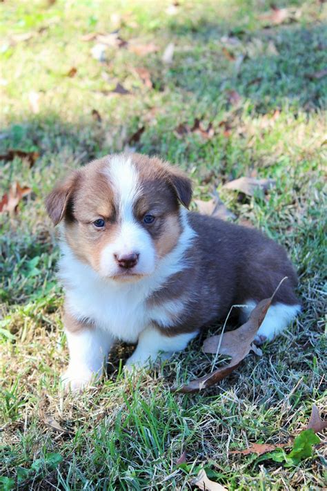 At california corgis in paradise, we provide reputable corgi puppies to families from roseville to fairfield, ca. Blue Merle Corgi Puppies For Sale Arkansas | Top Dog ...