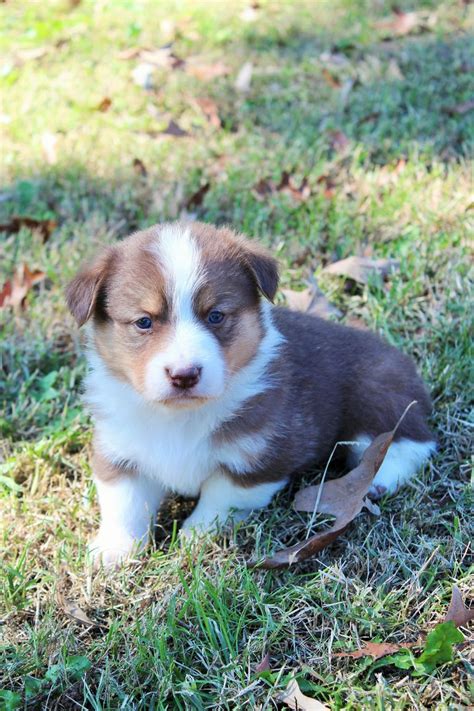 From new york city, washington dc, and miami to chicago. Blue Merle Corgi Puppies For Sale Arkansas | Top Dog ...