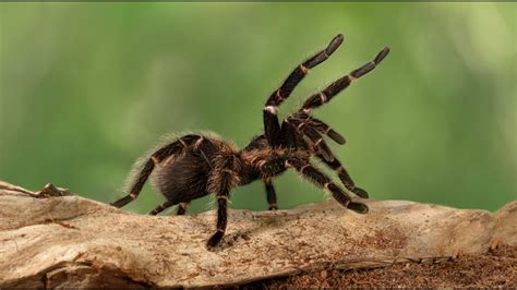 Thousands Of Tarantulas Expected To Make Annual Migration To Colorado
