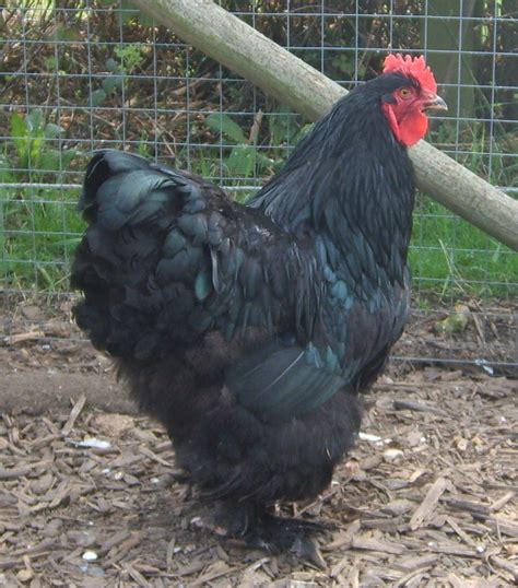 Cochin For Sale Chickens Breed Information Omlet