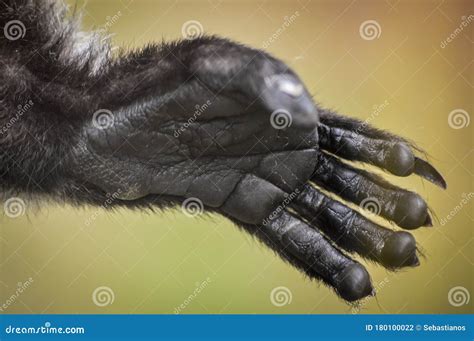 Hand Of A Black And White Ruffed Lemur Stock Photo Image Of Island