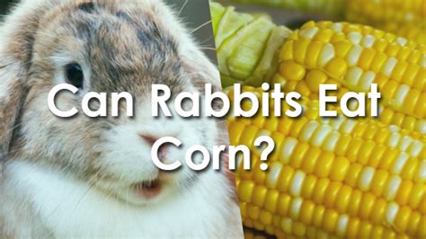 Can Rabbits Eat Corn Pet Consider