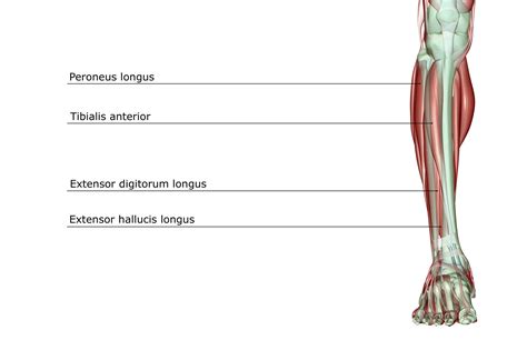 Barefoot runners make contact with the balls of their feet, the arch of the foot dissipating the energy of the impact safely. Peroneus Longus: Anatomy, Function, Rehabilitation