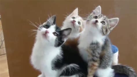 Cutest Cats Compilation Best Cute Cat Videos Ever Youtube