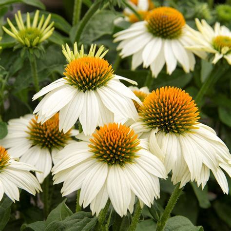 Illustrated list of 64 annual and perennial flowers that will save you water. Top 10 Drought-Tolerant Perennials