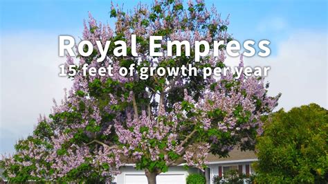 Royal Empress Tree Fastest Growing Tree In The World Youtube