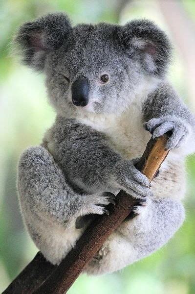 Estos 13 Tiernos Koalas Saben Cómo Posar Para Las Cámaras Lone Pine