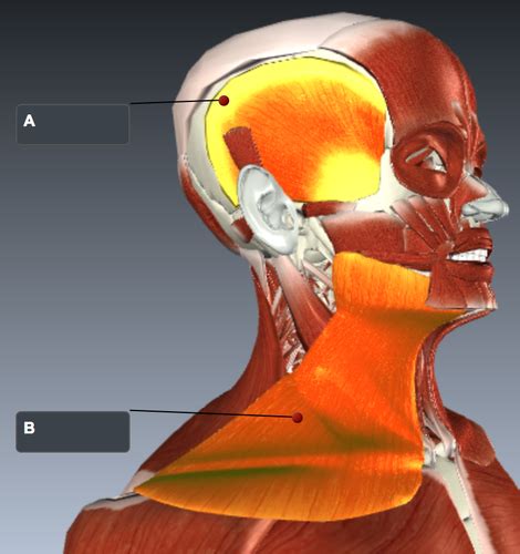 Lab Exam 2 Practice Quiz Muscles Of Head Neck And Trunk Bio 4 Anatomy