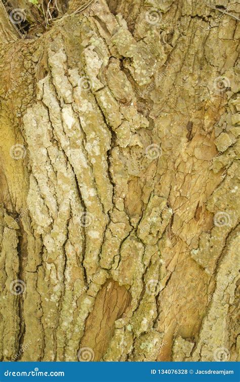 Rough Tree Bark Texture Stock Photo Image Of Trunk 134076328