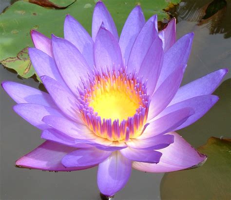 Flowers World Lotus Flower