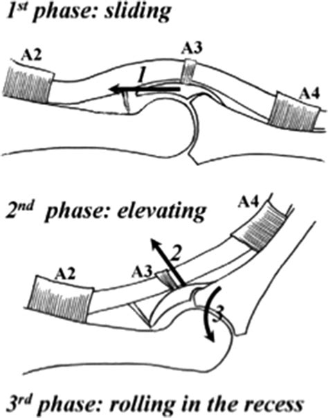 Anatomy And Biomechanics Of The Finger Proximal Interphalangeal Joint Hand Clinics