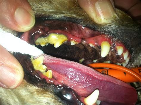 Ventana Animal Hospital Whats Going On In Your Pets Mouth