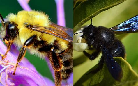 Bumble Bee Vs Carpenter Bee Similarities And Differences Pest