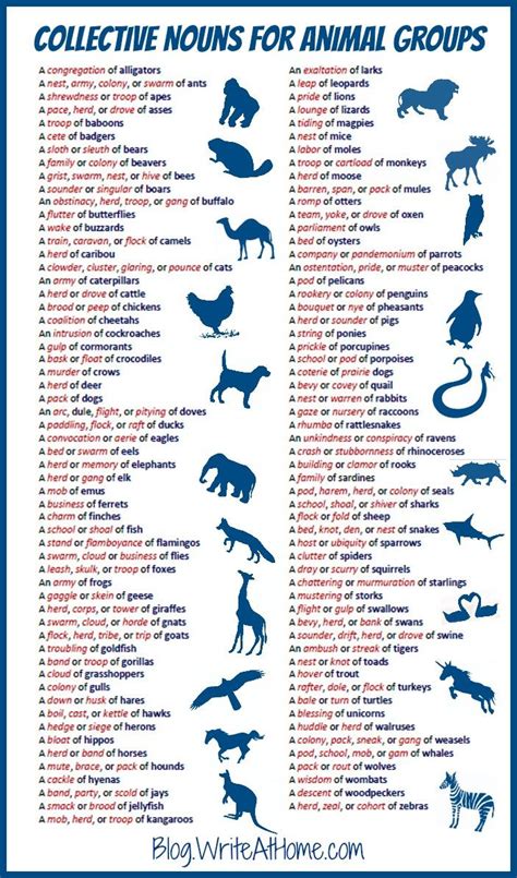 Visual Names Of Animal Groups Infographictv Number One