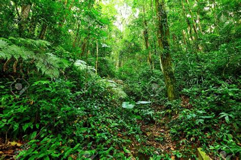 Paisaje Tropical Rainforest Fotos Retratos Imágenes Y Fotografía De