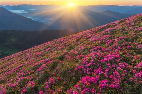 Summer Landscape With Flowers Of Rhododendron Evening With A Beautiful