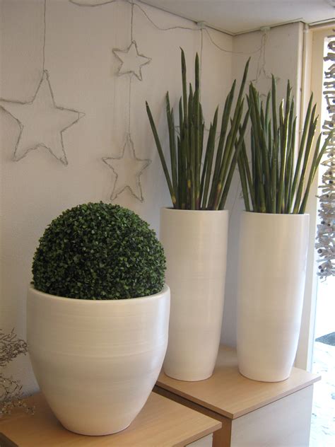Hoge Kamerplanten