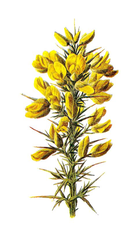 Antique Images Wildflower Stock Illustration Digital Flower Clip Art Furze