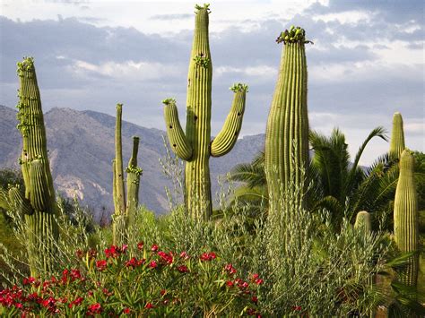 Visitor For Travel Desert Cactus Hd Wallpapers