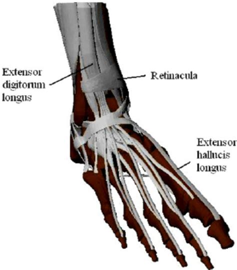 Extensor Pollicis Longus Anatomy Orthobullets