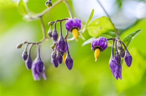 We did not find results for: List of Poisonous Plants & Facts About Them | Petal Talk