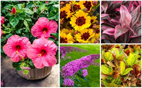 12 Perfect Plants For Outdoor Pots In Florida Garden Lovers Club