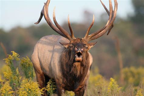 2016 Pa Elk Hunt Yields Big Bulls Outdoors