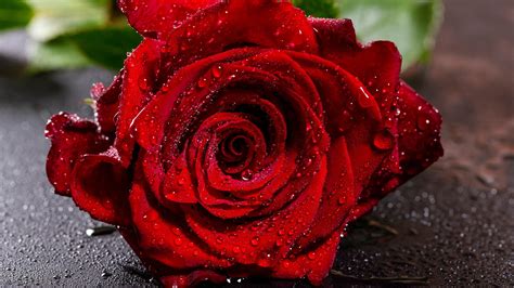 Water Drops Red Rose Wallpaper 45674 Baltana