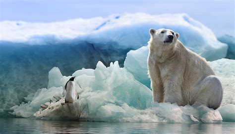 Polar Bears Could Go Extinct By The End Of The Century Due To Climate