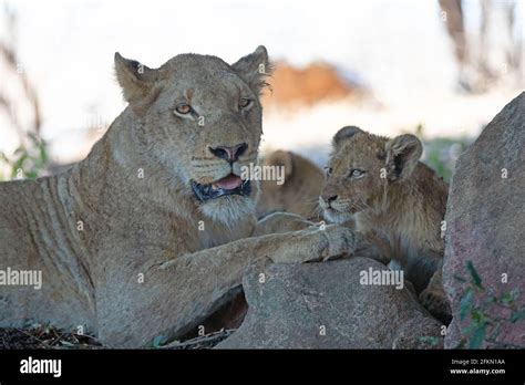Lioness With Baby Lion Cubs In South Africa Rsa Stock Photo Alamy