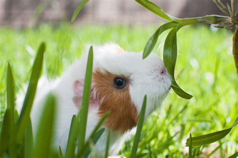 Guinea Pig Full Hd Wallpaper And Background Image 1920x1275 Id399849