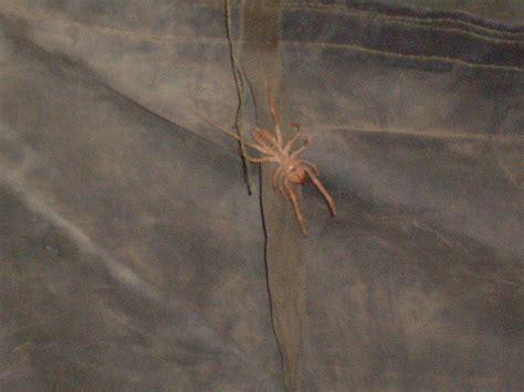 Camel spiders have evolved a unique way to capture their insect prey. Camel Spider, Iraq | jasonkrawietz | Flickr