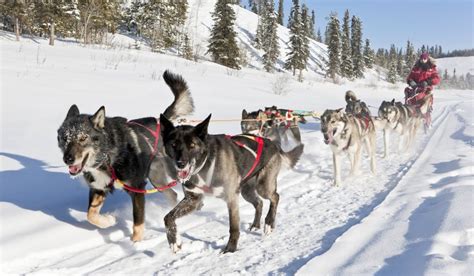 Dog Sledding Arctic Range Adventure